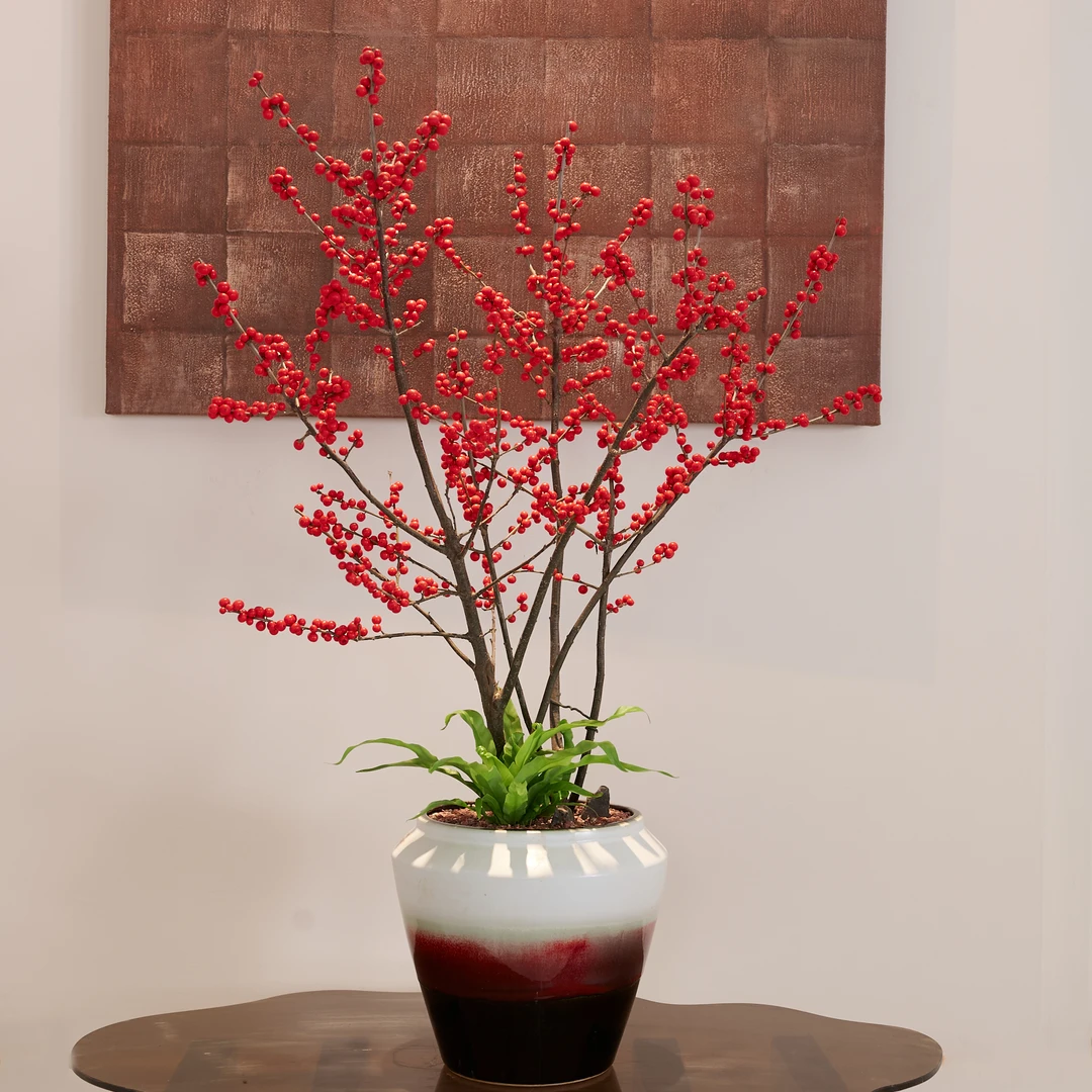 北美冬青盆栽盆景庭院红豆果新年客厅花卉绿植