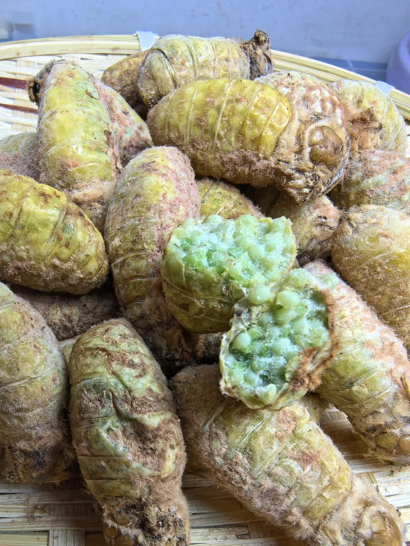 新鲜去蛾毛满籽母蚕蛾嘎嘣脆绿尾大蚕蛾满籽大蚕蛾