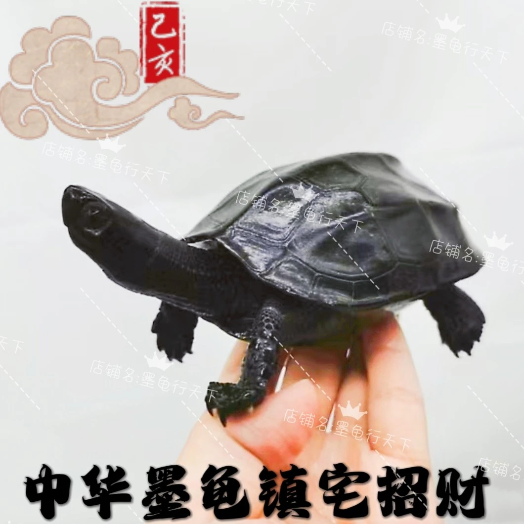 直播专用墨龟大小龟黑草龟挑选中华龟乌龟粮等