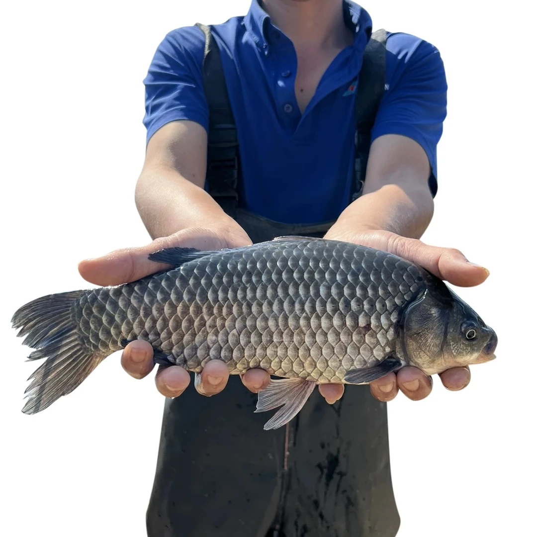 中科5号3号鲫鱼彭泽鲫东北鲫湘云鲫黄宠物活体观赏包邮包活