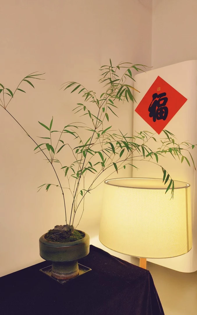 正宗台湾内门竹堪称竹中天花板“劳斯莱斯”四季常青（一物一拍）