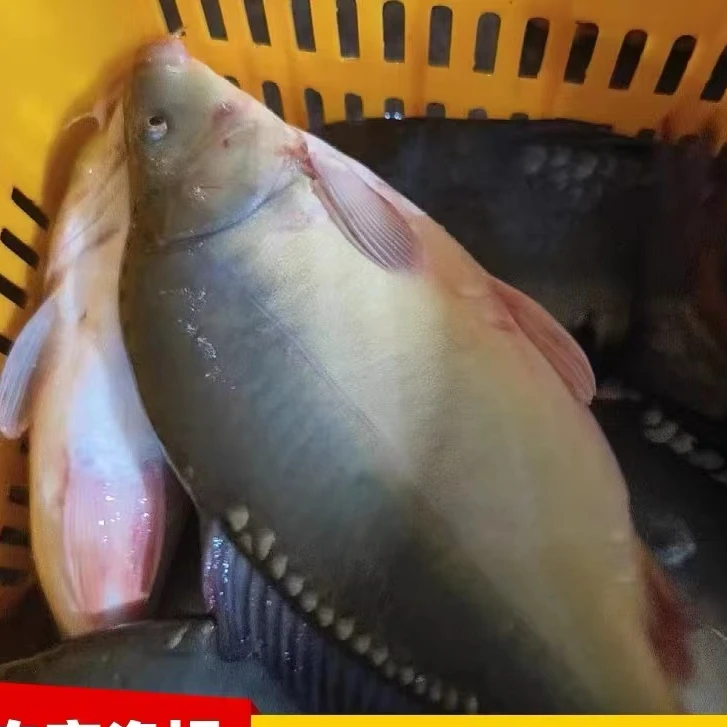 【顺丰空运包邮】吉林冷水淡水三道鳞鱼大鲤鱼新鲜整条3斤-6斤