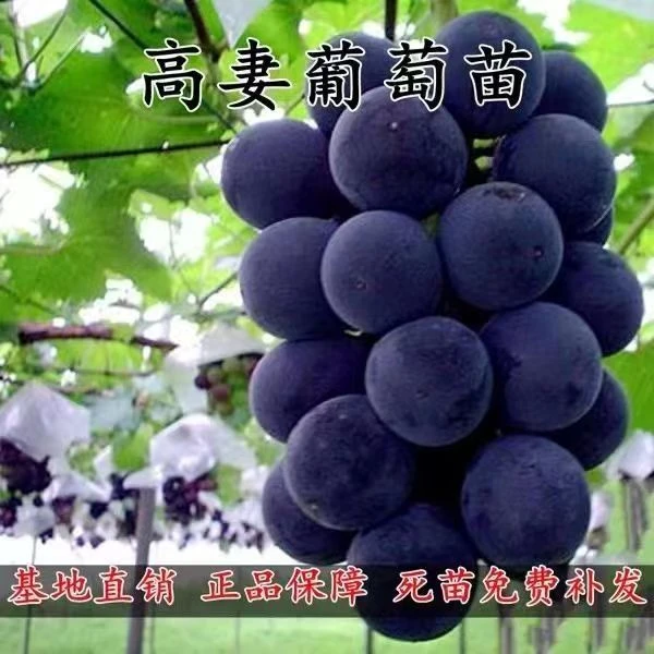 果树苗葡萄苗高妻葡萄苗盆地栽爬藤庭院南方北方种植当年结果葡萄