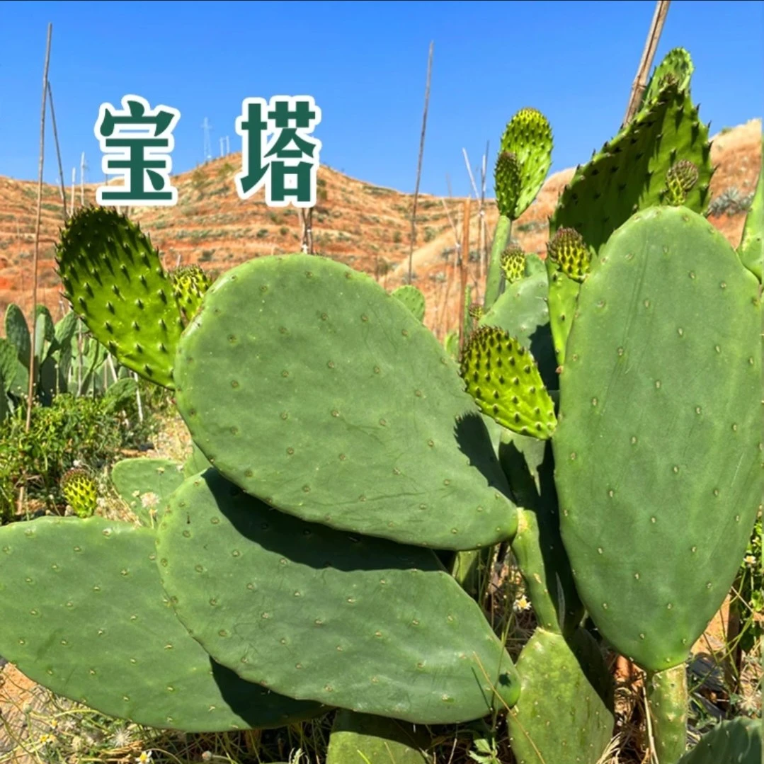 可食用宝塔仙人掌片包邮滇粉红女郎种苗盆栽多肉植物花卉云钻梨果
