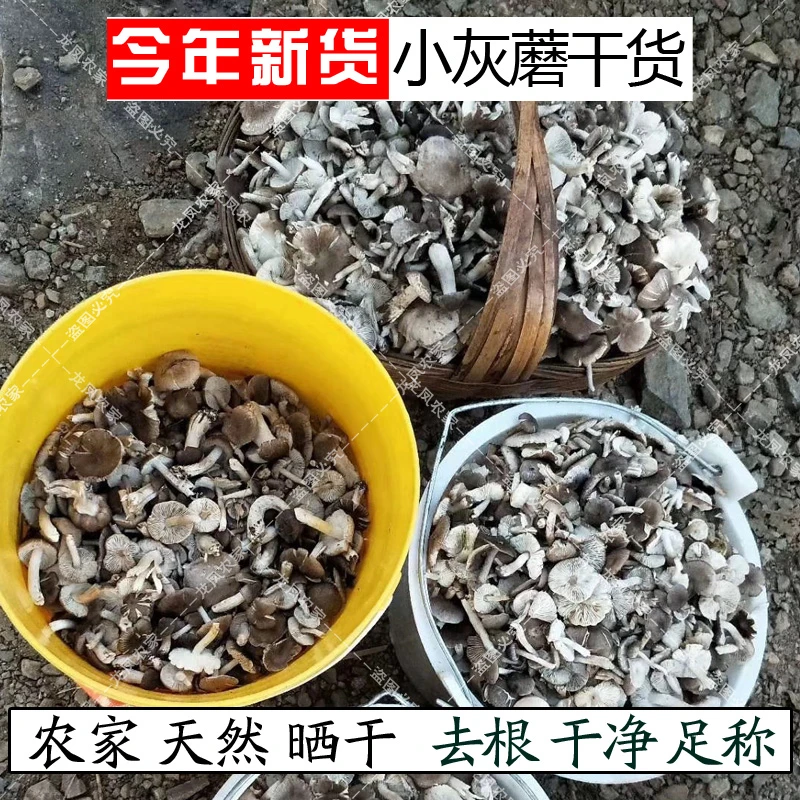 新货小灰蘑干野生灰草蘑灰口蘑野生菌干货灰蘑爆炒煲汤做馅均可