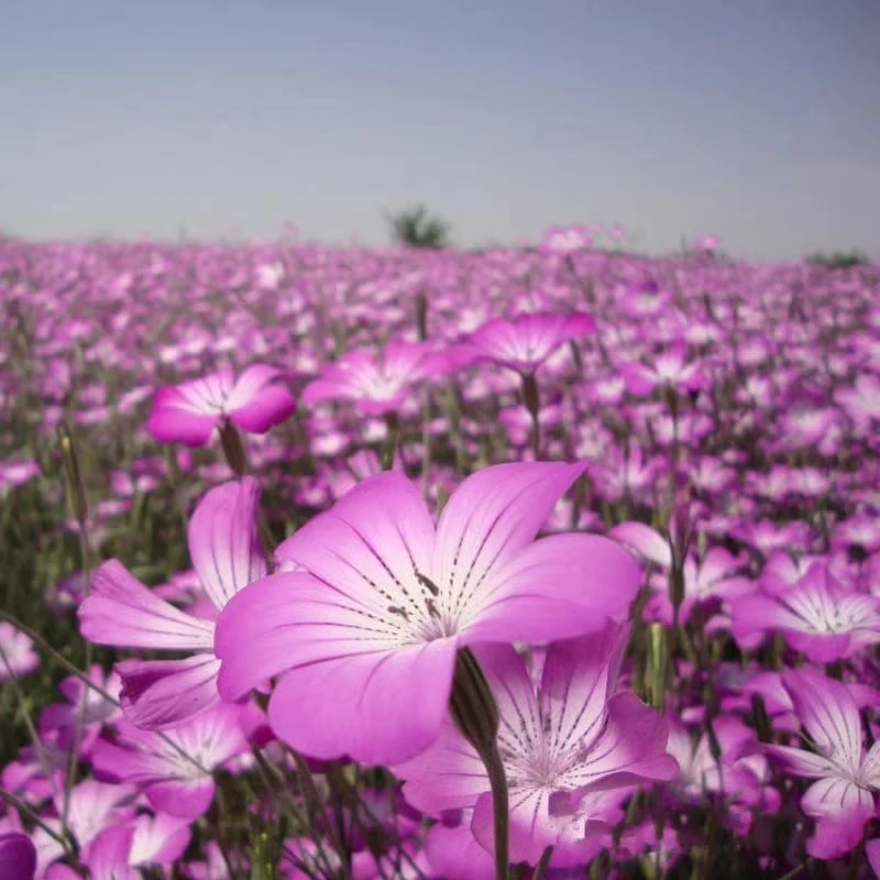 麦仙翁花种子庭院室外园艺花籽播种易活观花道路绿化景观花卉种籽