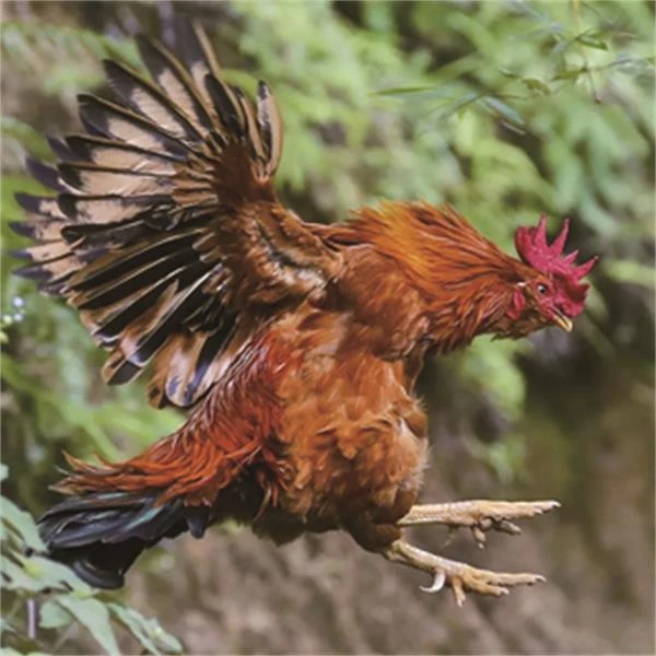 武平象洞阉鸡净重约3-3.5斤/只新鲜营养真空包装 包冰率不含冰