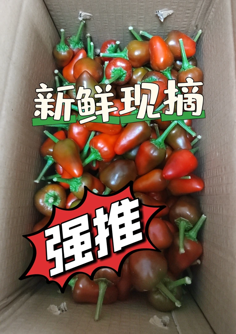 酱色草莓椒香辣新鲜泡椒剁椒新鲜灯笼椒现摘海椒泡椒
