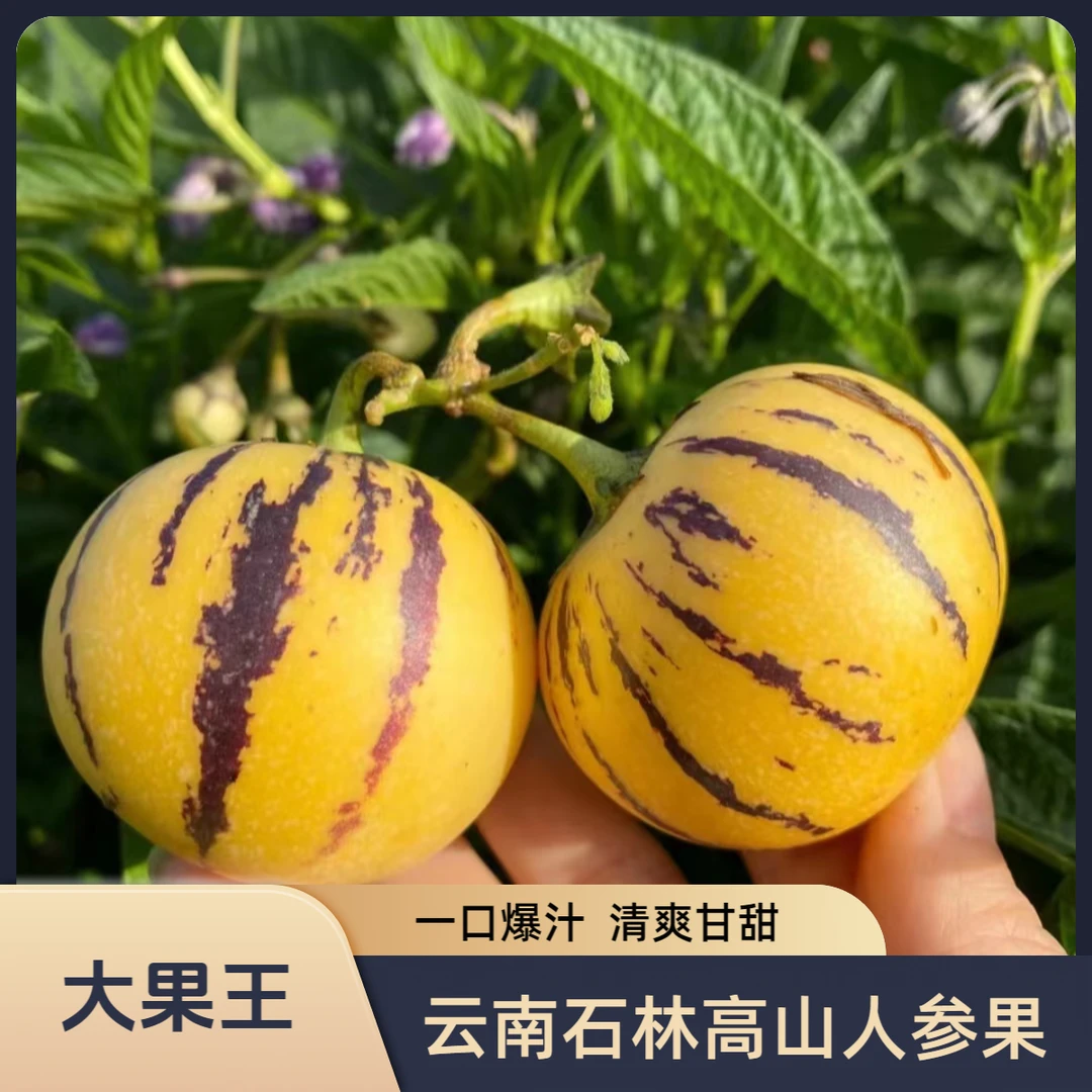 【5斤大果王】云南高山头茬石林人参果成熟多汁爆汁新鲜包赔甄选