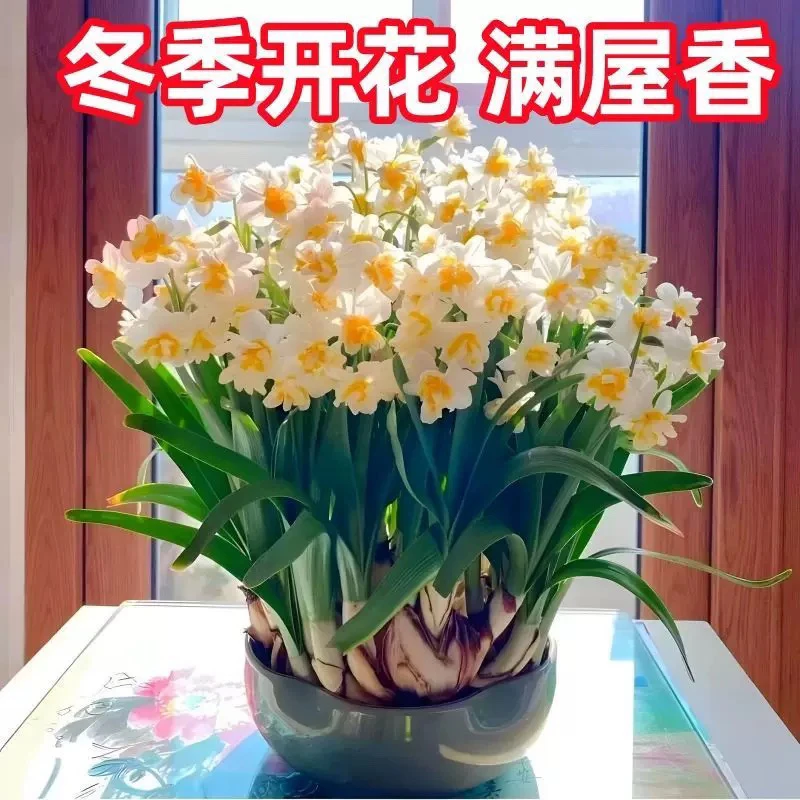 稀少品种 重瓣【玫瑰水仙种球】遇水就开花 周长16-18厘米