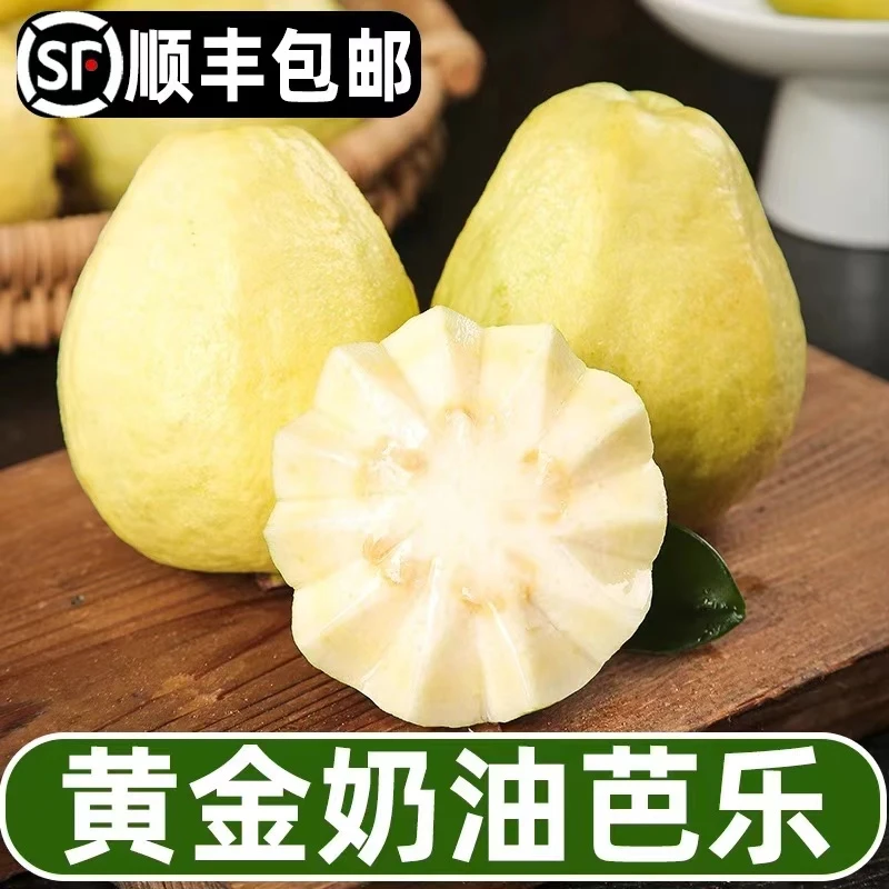 【顺丰包邮】黄金奶油软芭乐 当季新鲜水果新鲜采摘 3-5斤