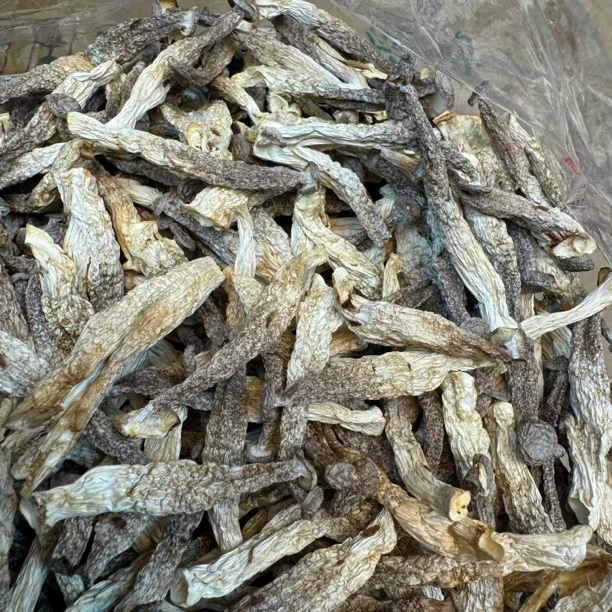 短脚鹿茸菇干货500g云南特产鹿茸菌无硫新鲜煲汤脆脆菇蘑菇