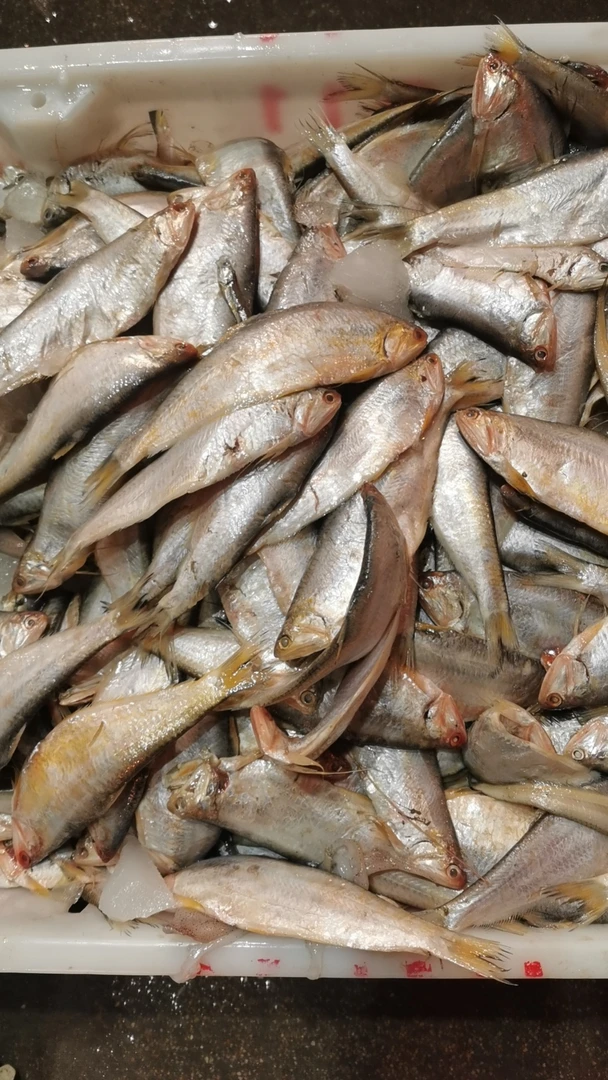 青岛本地野生黄坚鱼包邮