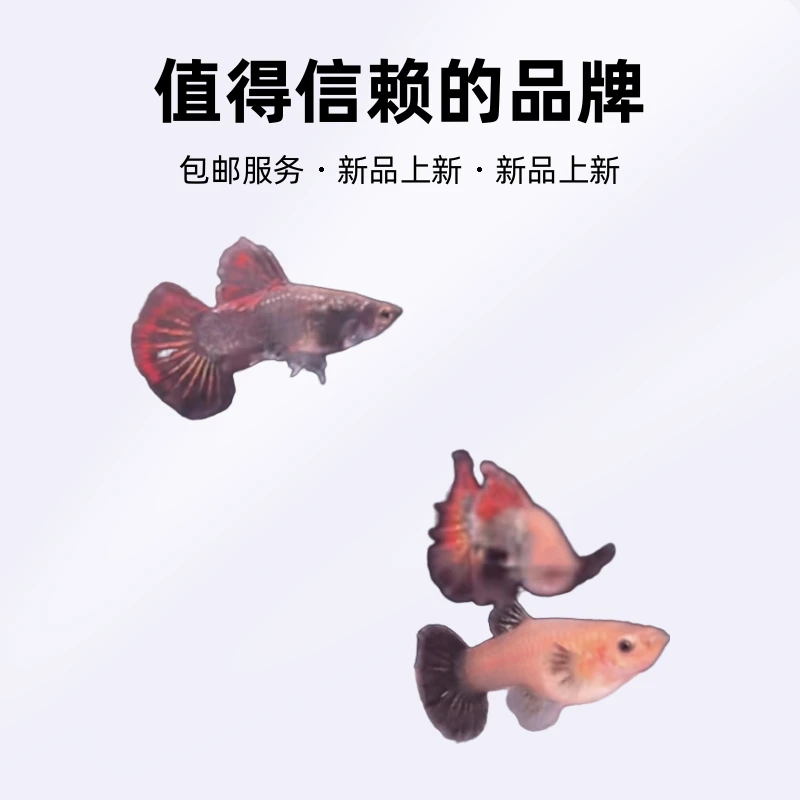 泰系精品红龙孔雀鱼纯原线（入缸不包损，无开箱视频不包损）