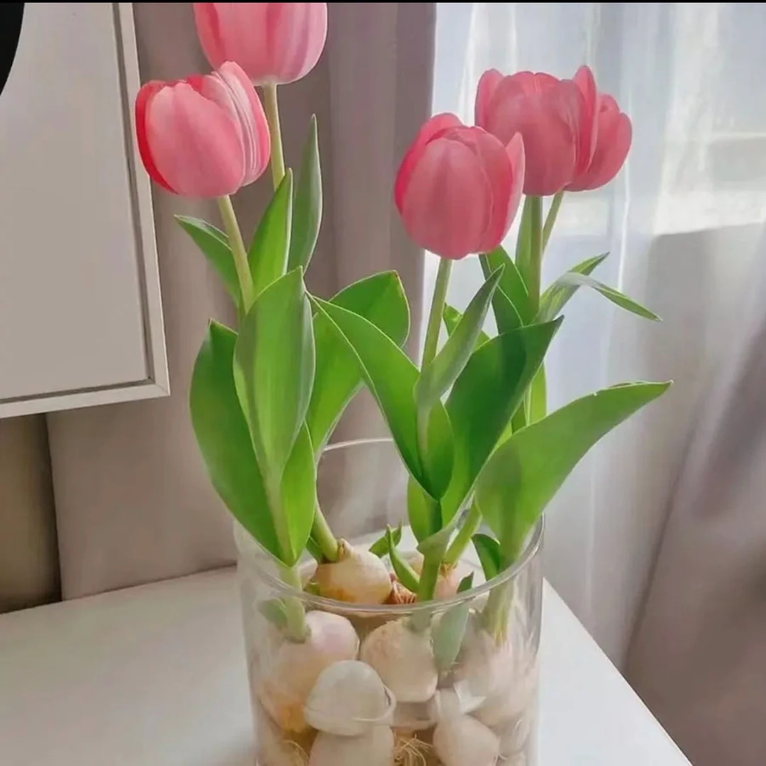 郁金香郁金香水培土培耐寒庭院阳台多年生球根花卉全国秋冬花苗