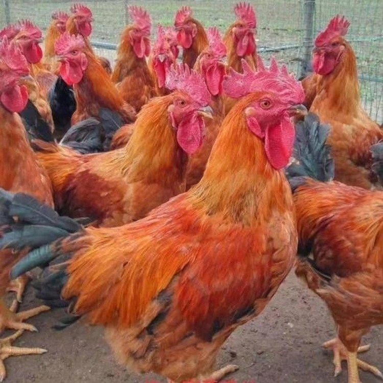 贵州高品质跑山肉鸡