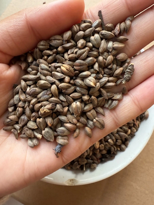 野生柏树籽 散装枕头芯填充物 免水洗
