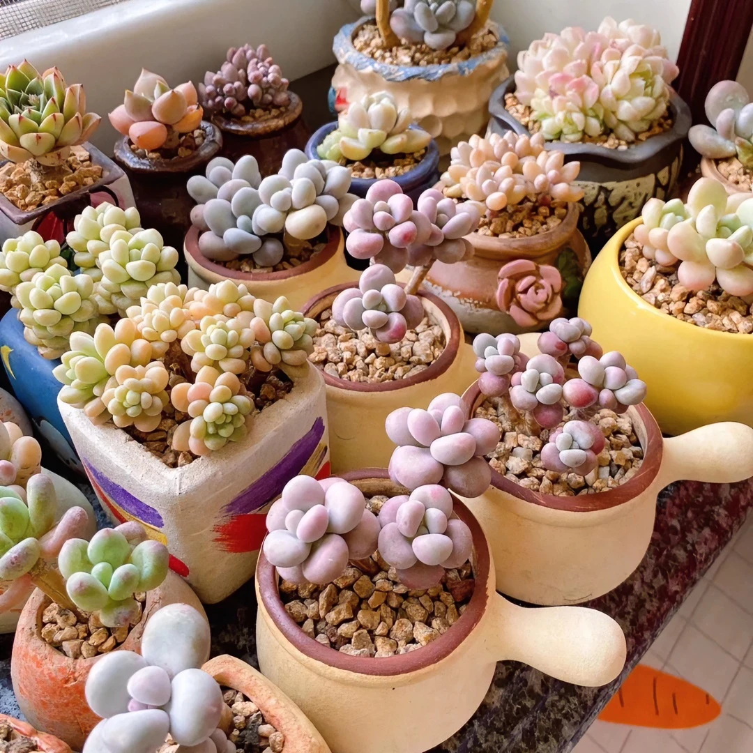 精品箱拍链接 11多肉植物绿色橙红色