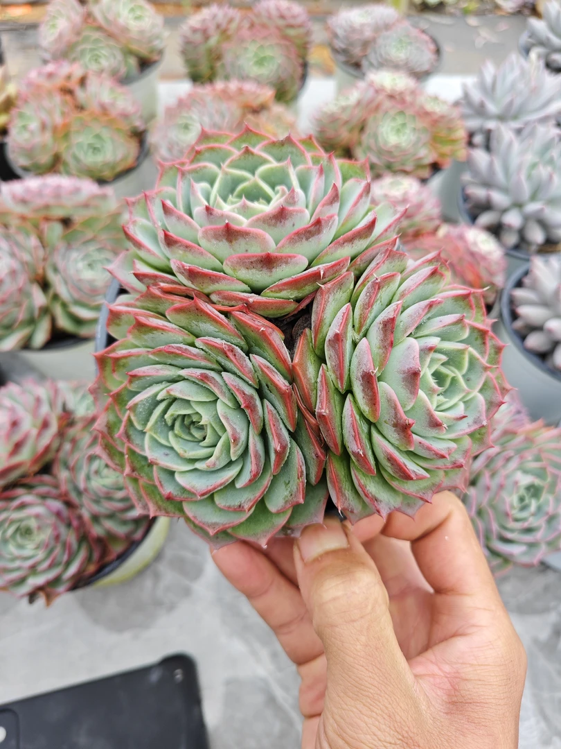 群生小海螺    11多肉