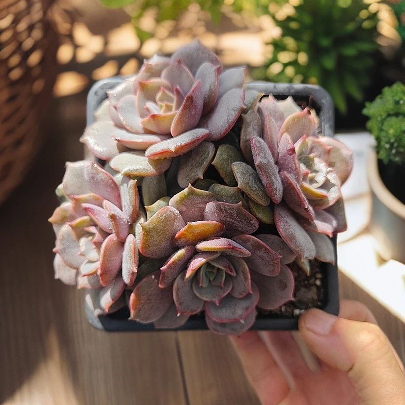 群生紫姬       11多肉