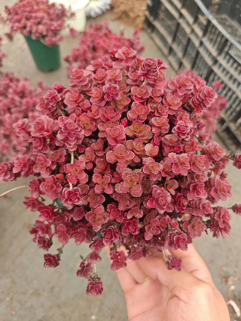 老桩小球玫瑰       11多肉