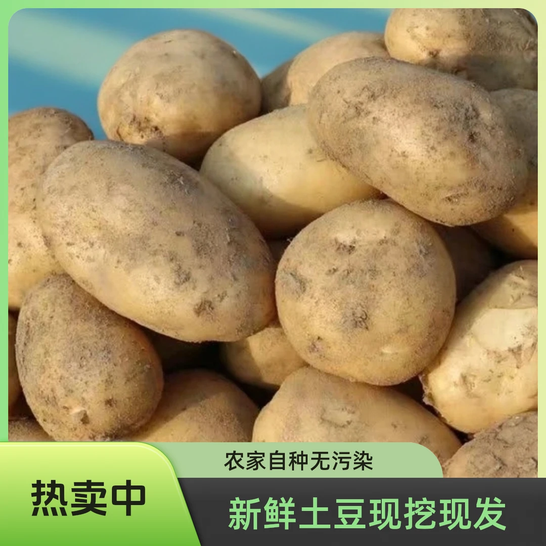 （千城上品）农家露天种植白皮黄心洋芋，皮薄粉糯