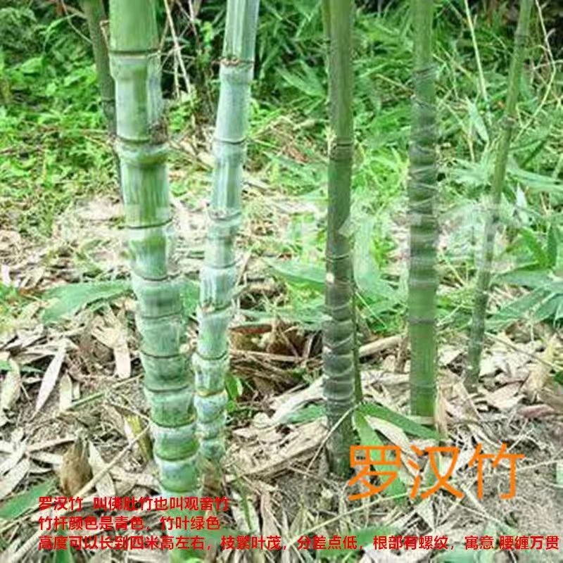 (名贵罗汉竹)耐寒庭院景观风景竹户外四季常青盆栽地栽