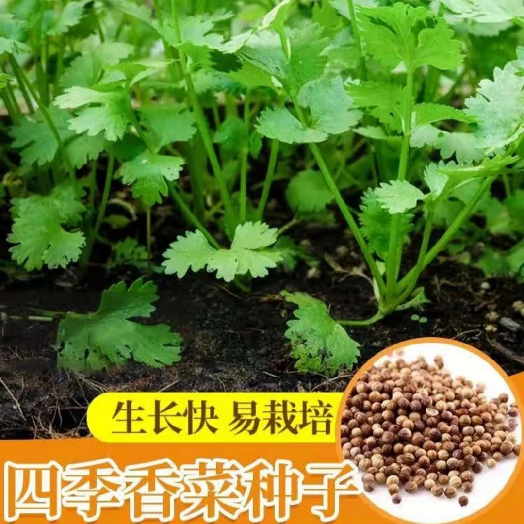 【四季大叶香菜种子】耐抽薹芫荽种籽春秋四季农家蔬菜种籽盆栽