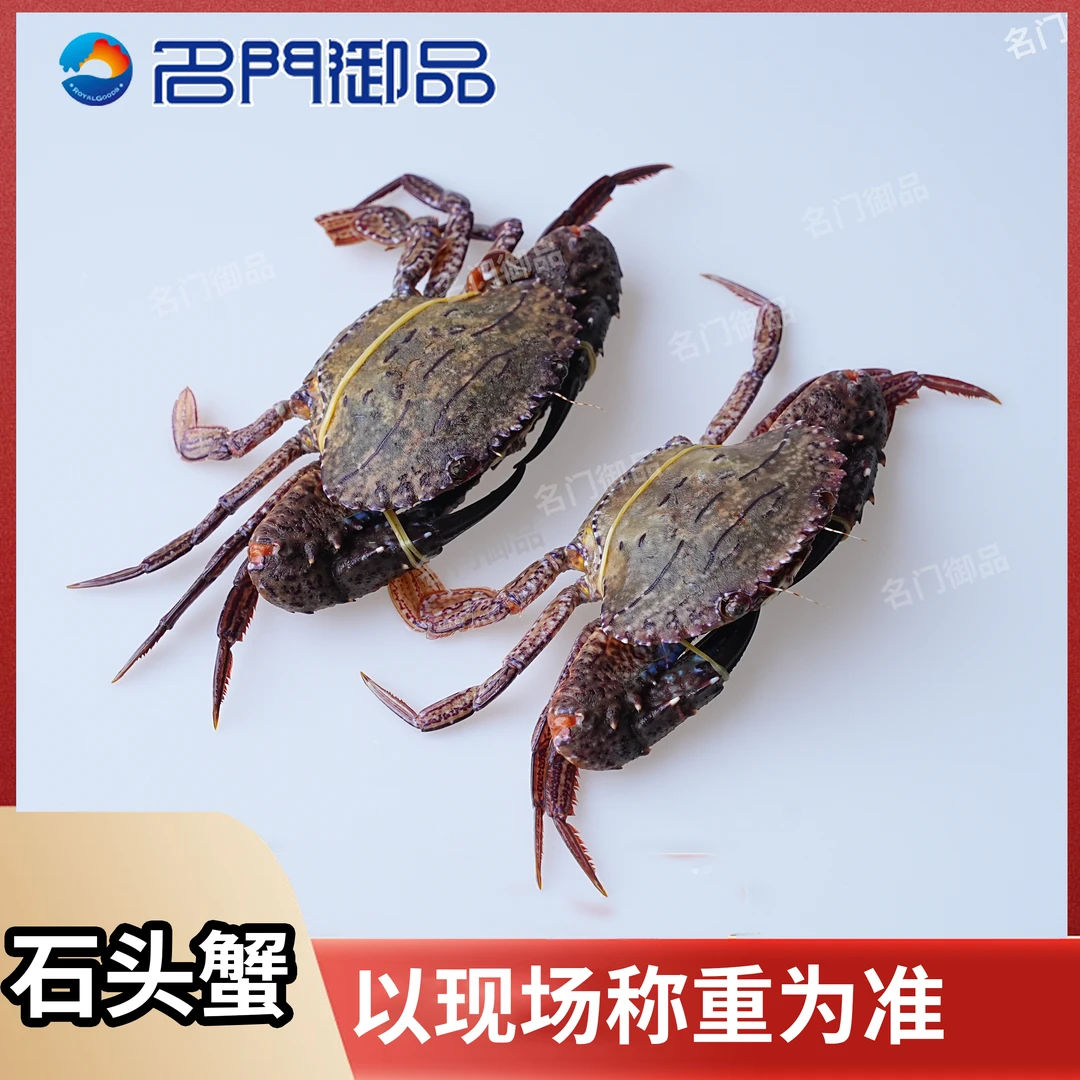 【石头蟹】福建省内可拍母蟹有带籽两只【保鲜不保活】3-5斤