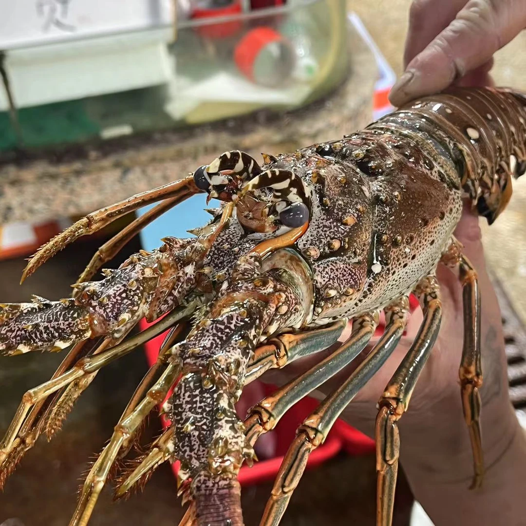 【睡着古巴龙】福建省内可拍保鲜直播现称为准