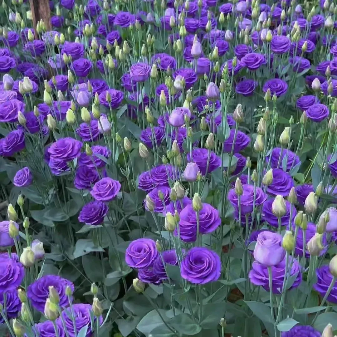 洋桔梗花四季易活阳台庭院盆栽花卉植物花种子籽花籽开花室内花苗