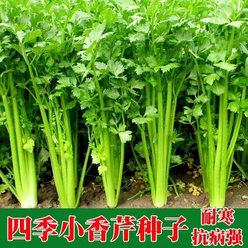 四季小香芹菜种子芹菜种子香味浓郁实心芹菜种四季播农家蔬菜种子