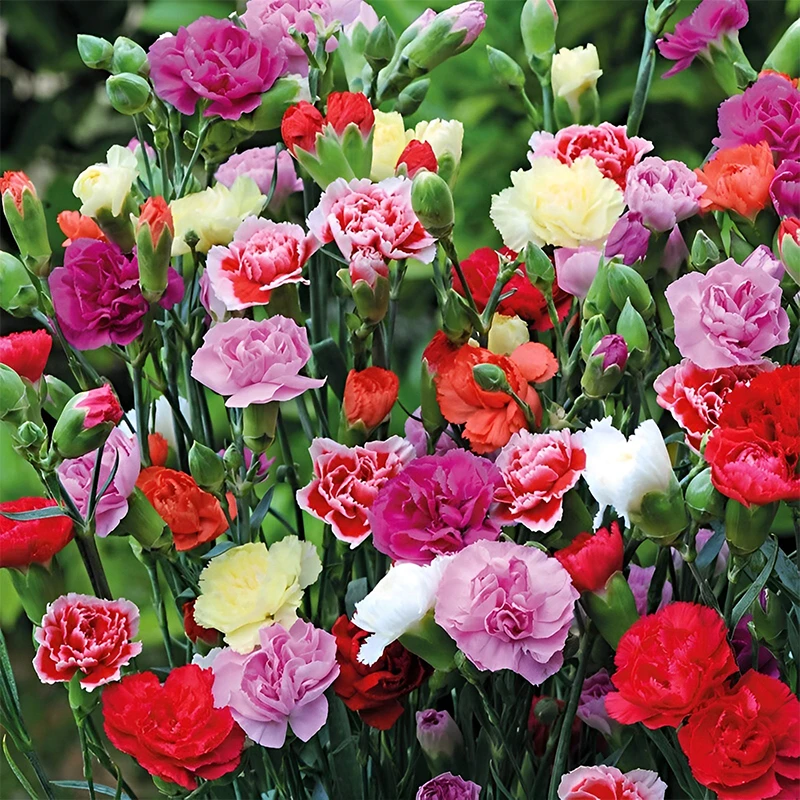 【重瓣康乃馨种子】混色四季花卉植物室内盆栽庭院花籽易活