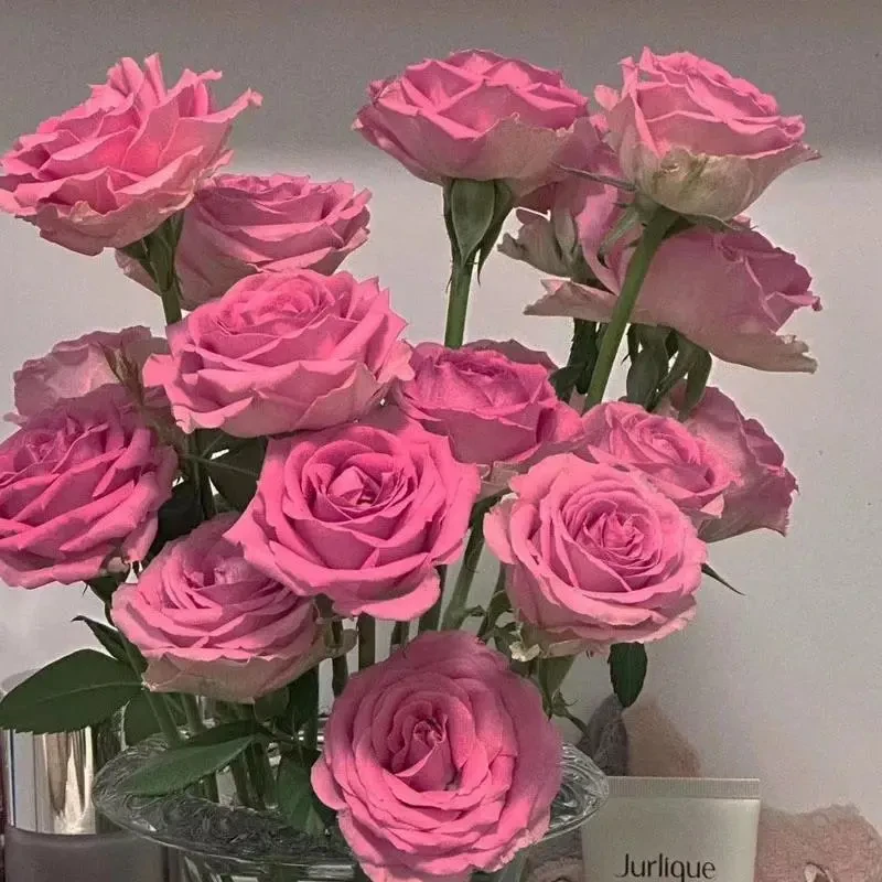 玫瑰花四季易活阳台庭院盆栽花卉植物花种子籽花籽花苗阳台常开花