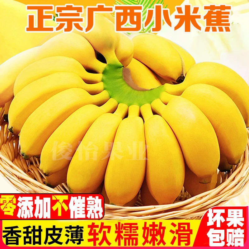 【星域鲜果】广西小米蕉产地直发9斤5斤新鲜水果小香蕉皇帝蕉西贡蕉