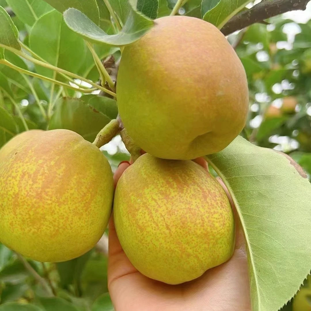 新疆香梨正宗库尔勒香梨原产地全母香梨新鲜多汁当季采摘顺丰包邮