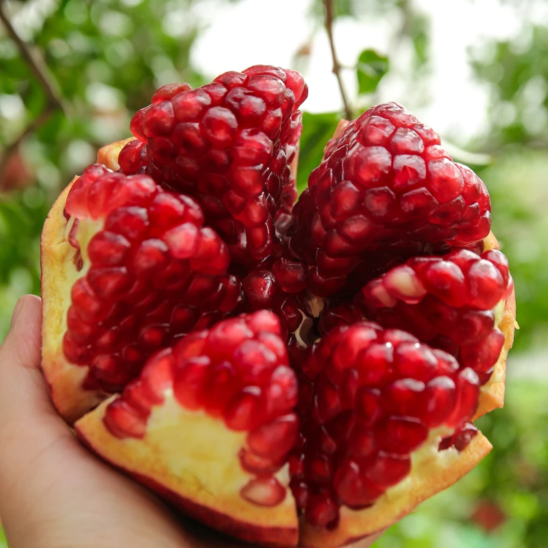 【四川会理软籽石榴】正宗会理石榴新鲜应季水果纯甜爆汁皮薄