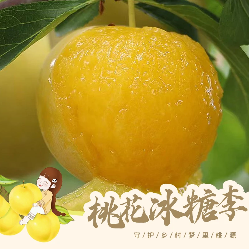 【顺丰直发】四川桃花冰糖李新鲜采摘纯甜爆汁皮薄肉厚桃花李