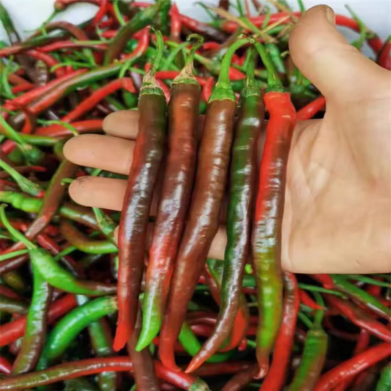 【湘西土辣椒】湖南湘西新鲜蔬菜辣椒1斤装现拍现发