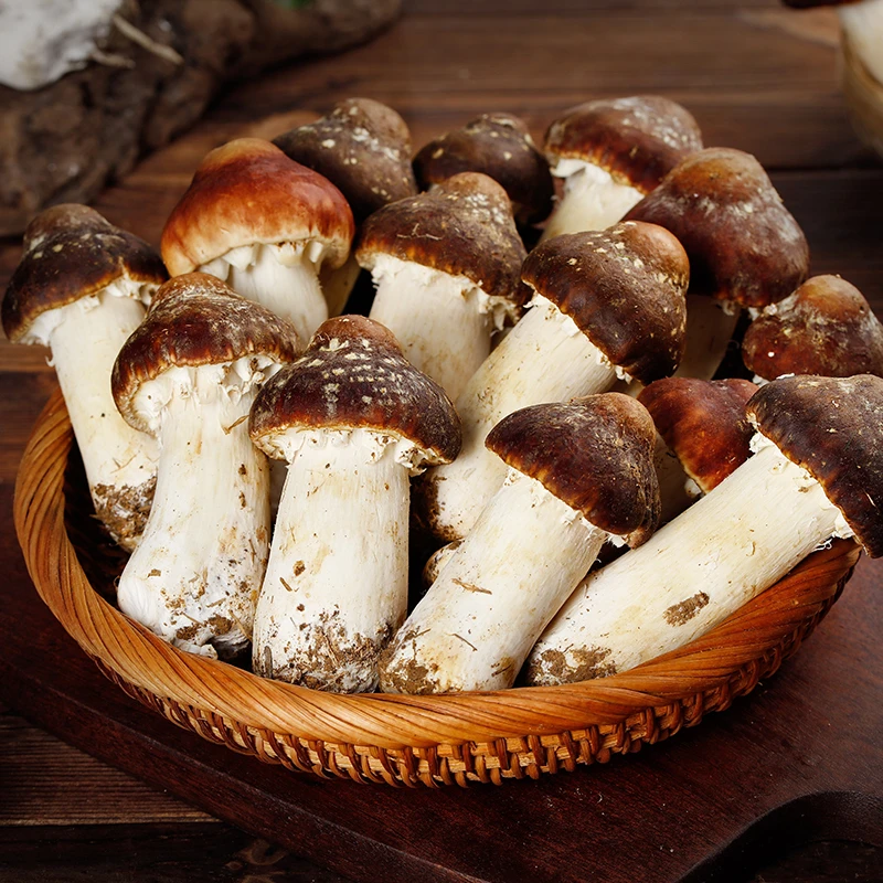 福建古田新鲜赤松茸2斤装