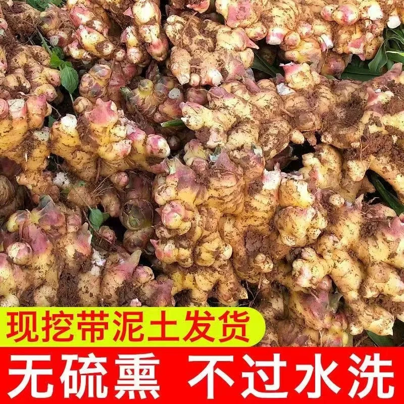 5斤【云南新鲜小黄姜】精选整块大块姜新姜小黄姜云南姜现挖现发3斤