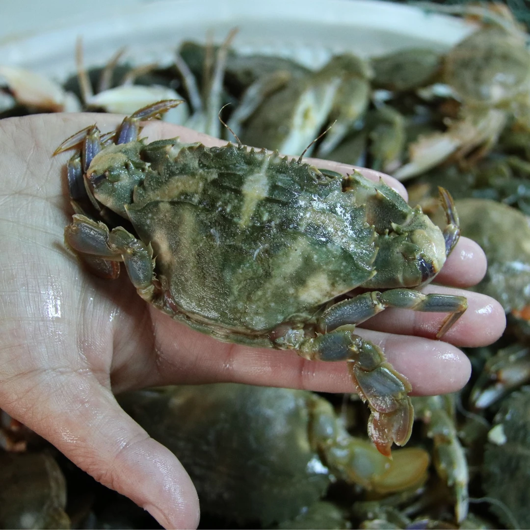盖州北海本地本海蟹叉子特大（包邮）
