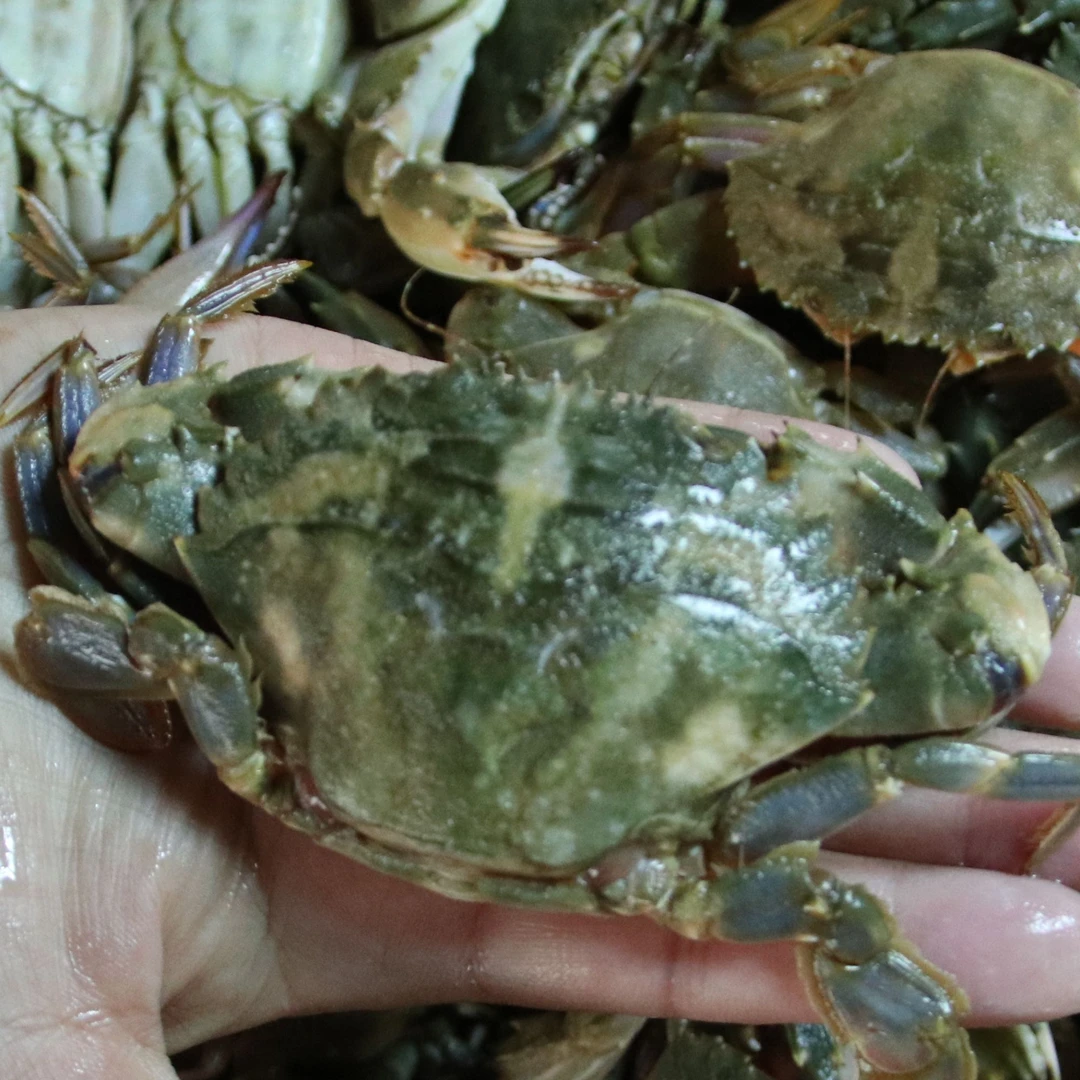 盖州本海新鲜大花盖-3斤15-20只包邮