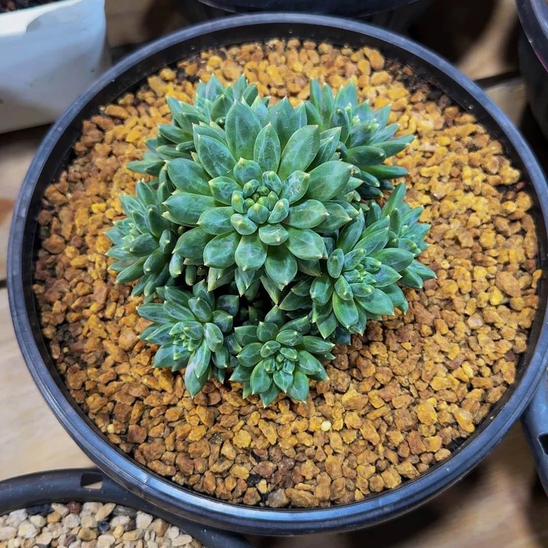 安***い安之若溪没人杂交一颗寄养