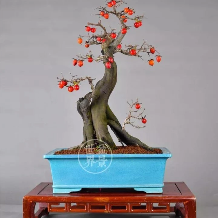 老鸦柿花卉绿植生桩素材