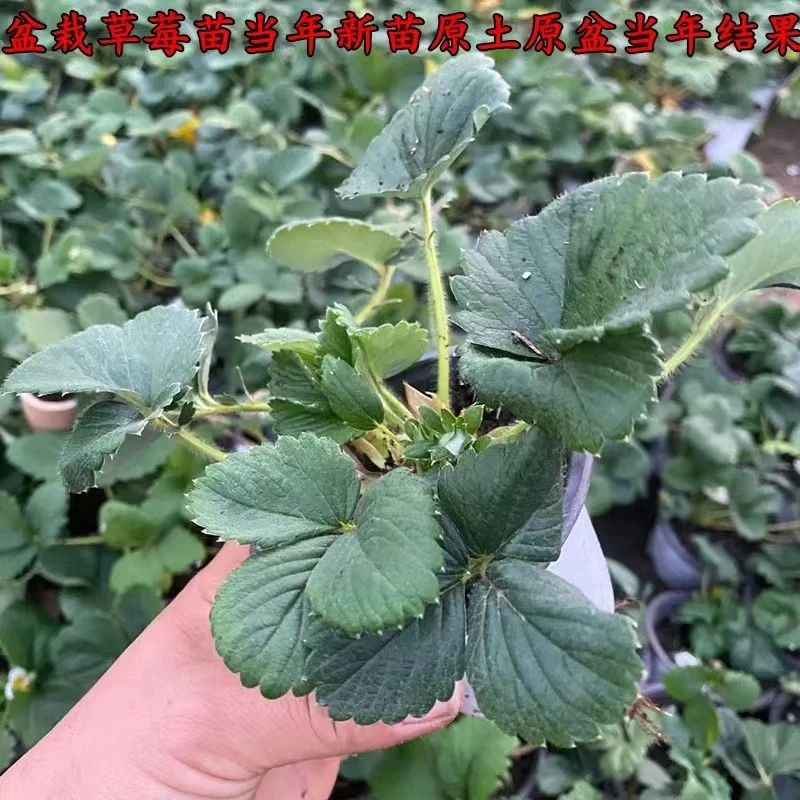 2号四季奶油草莓苗育苗盆盆栽地栽阳台室内室外南方北方当年结果
