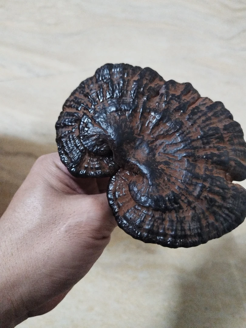 紫芝菇，可煮水，煲汤