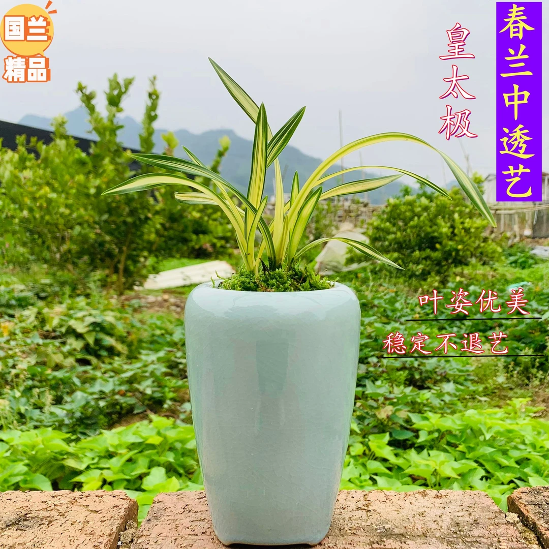 兰花 春兰中透艺 皇太极 艺草花艺双全阳台客厅花卉绿植优质盆栽