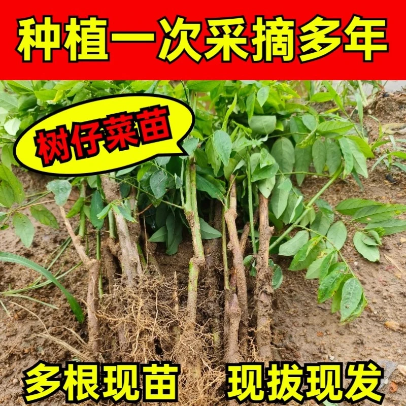 树仔菜苗阳台盆栽海南五指山野菜天绿香苗潮汕树菜南方高产耐高温