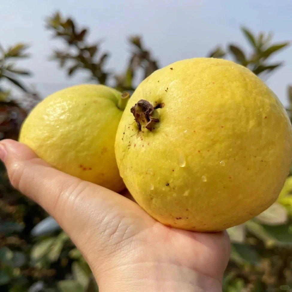 正宗草莓奶油芭乐口味丰富胭脂红番石榴香甜软糯新鲜现摘产地直发